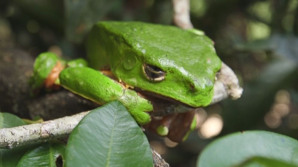 This Amazonian Tree Frog S Poison Has Become Part Of The Latest