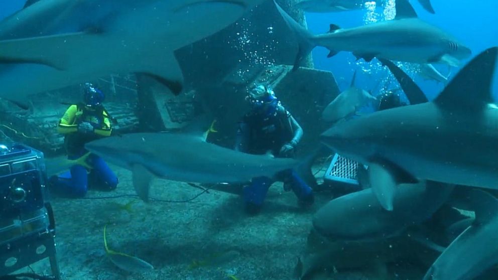 PHOTO: "Good Morning America" co-anchor Ginger Zee dives with reef sharks on a wreck called the "Ray of Hope" off of the Bahamas.