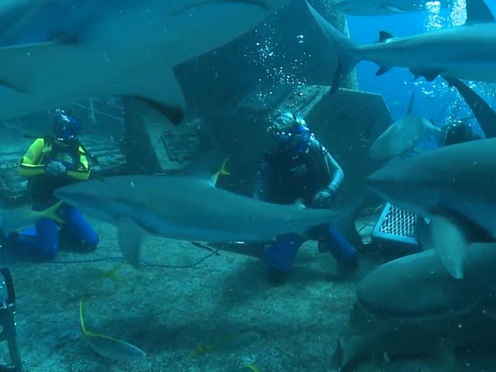 PHOTO: Good Morning America co-anchor Ginger Zee dives with reef sharks on a wreck called the Ray of Hope off of the Bahamas.
