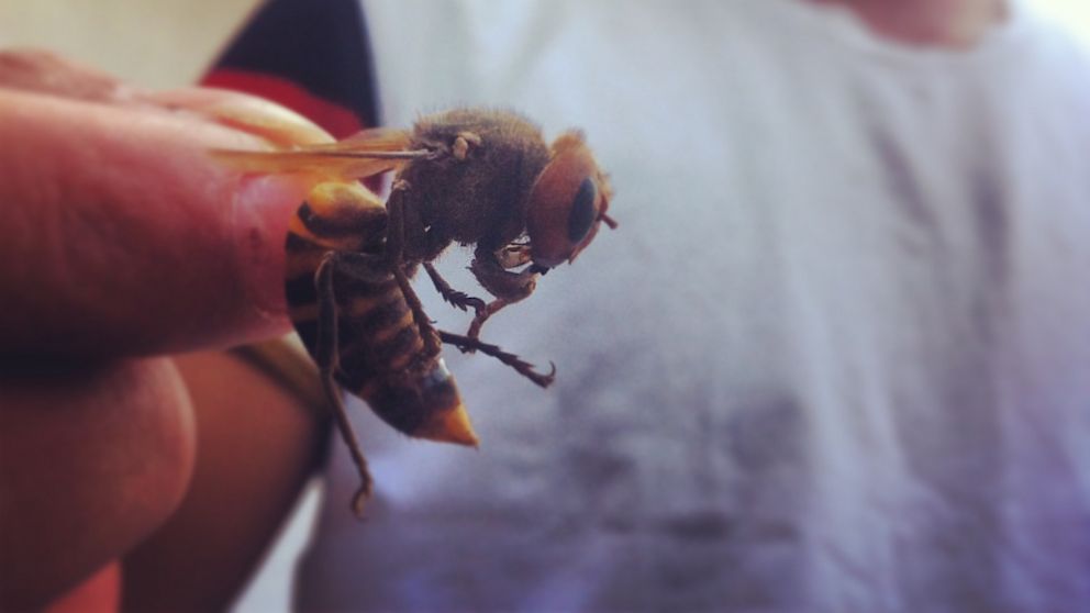 giant hornet stings