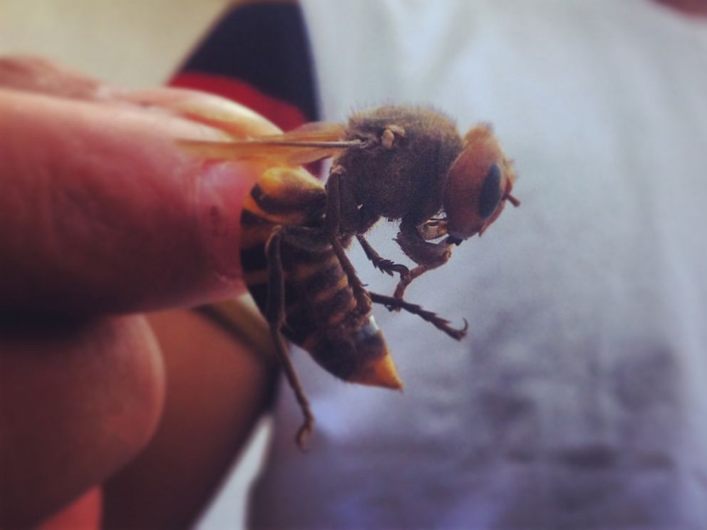 hornets the size of your thumb