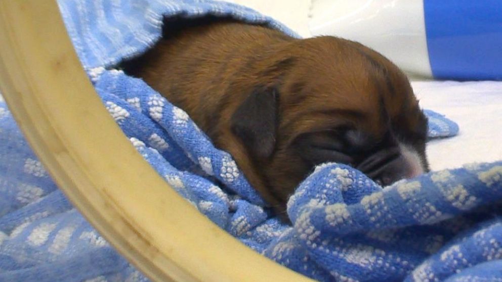 PHOTO: A British couple has succeeded in cloning two puppies through a South Korean biotech firm from DNA samples retrieved 12 days after their boxer died.