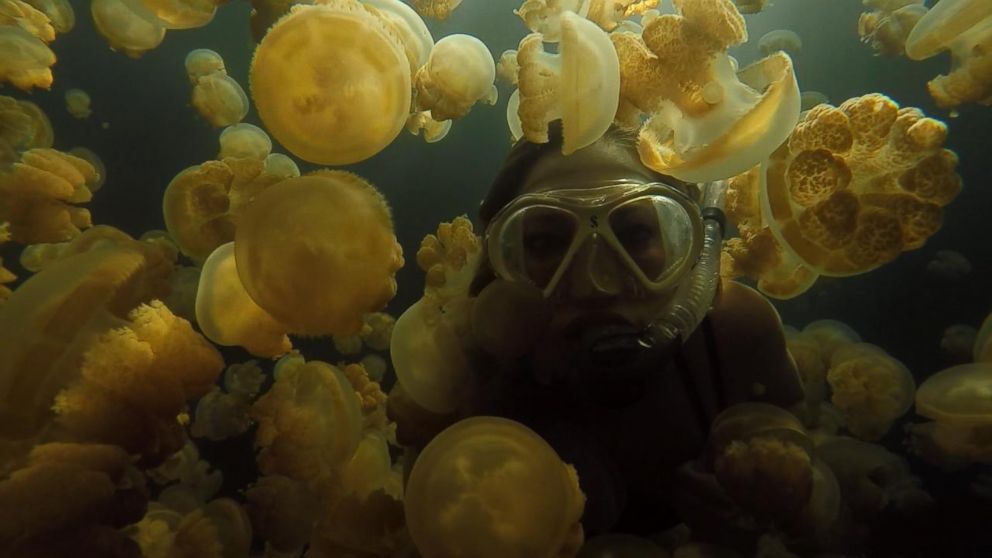 PHOTO: On a visit to the island nation of Palau, ABC News' senior meteorologist, Ginger Zee, swam in Jellyfish Lake ? the habitat for millions of non-stinging jellyfish. 