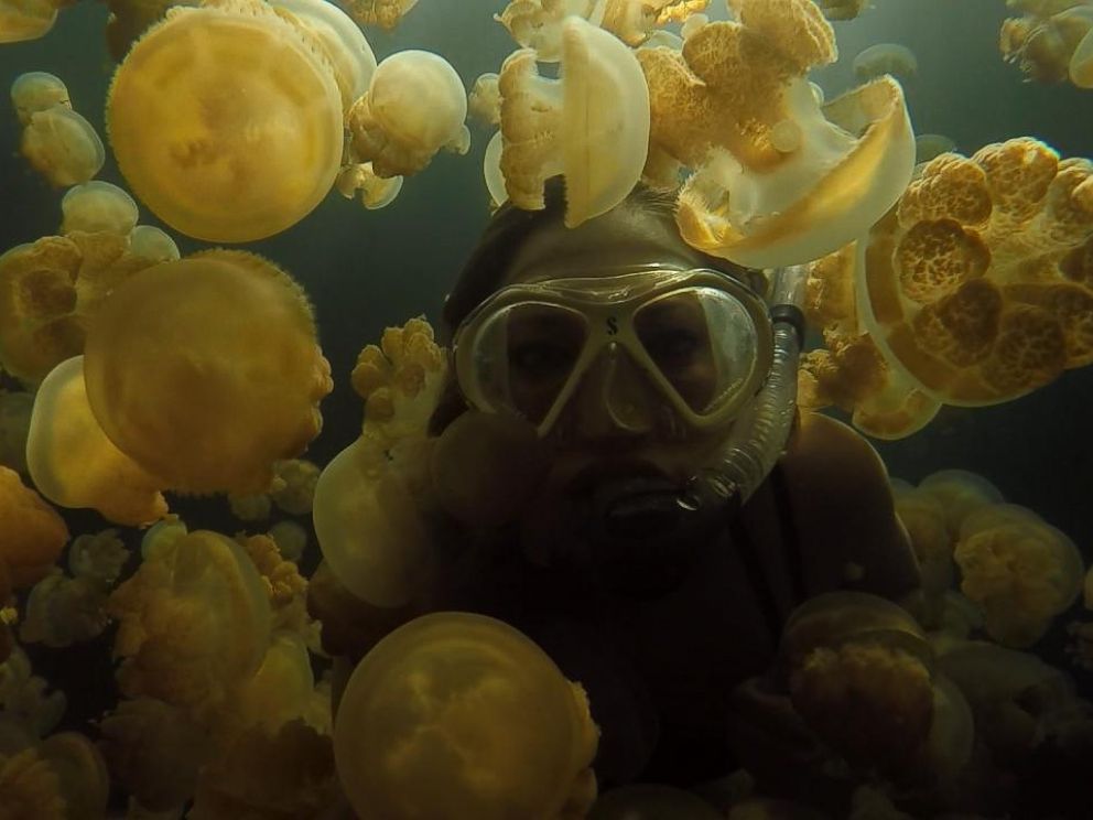 Ginger Zee’s Swim in Jellyfish Lake in Palau - ABC News