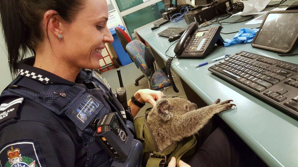 PHOTO: Senior Constable Rio Law holds a koala at the Upper Mount Gravatt Police station in Brisbane, Australia, after it was found in a bag carried by a woman who was being arrested.