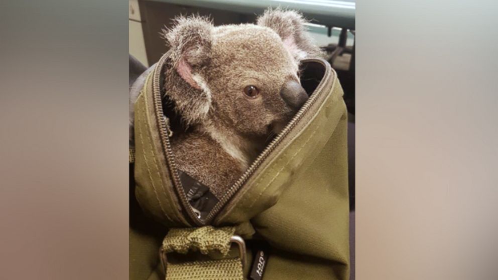 Australian police discovered a fuzzy baby koala in a woman's backpack while she was being arrested on Sunday.