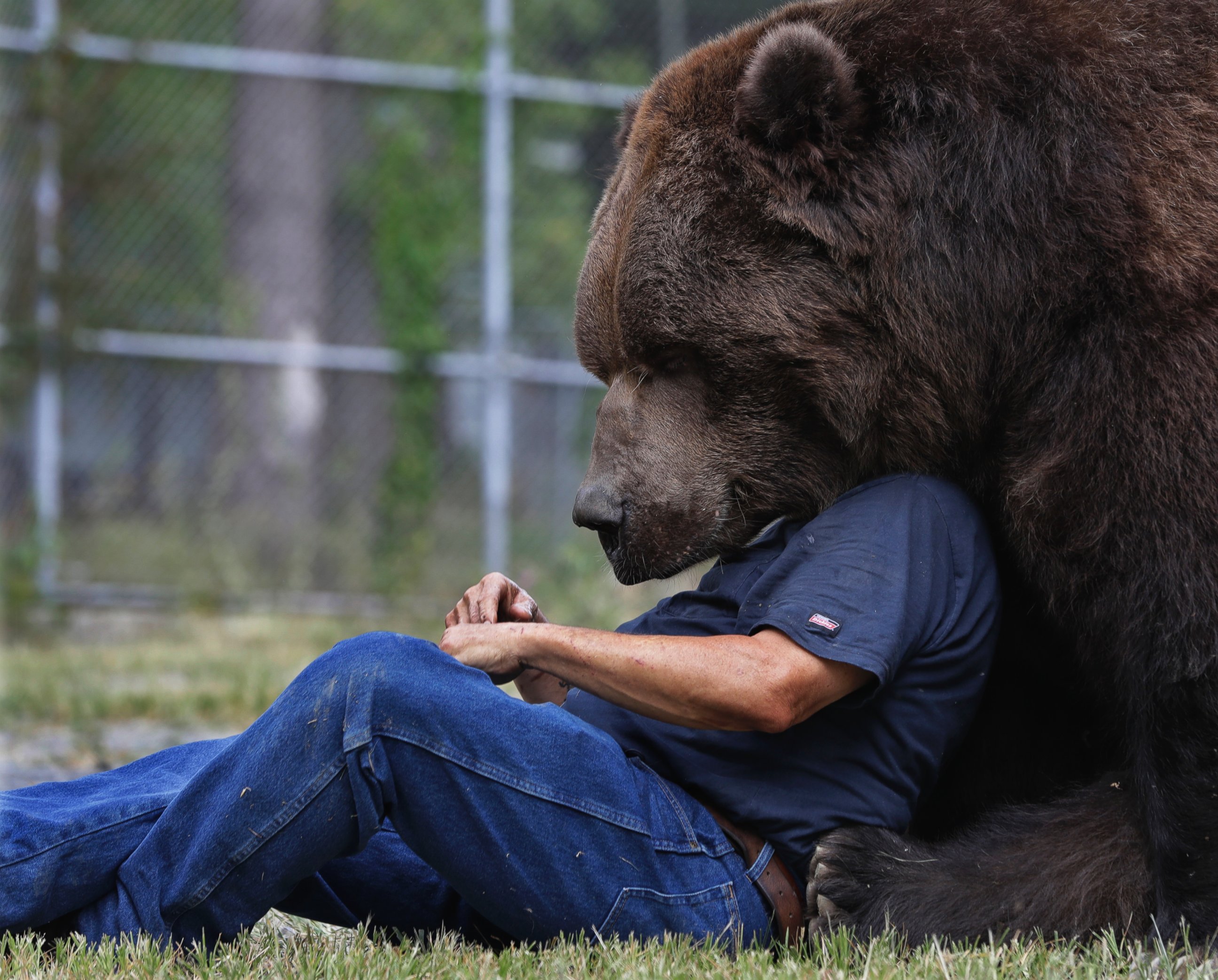 Какая сильный зверь. Бурый медведь Кадьяк. Медведь Кадьяк самый большой в мире. Джим и Джимбо.