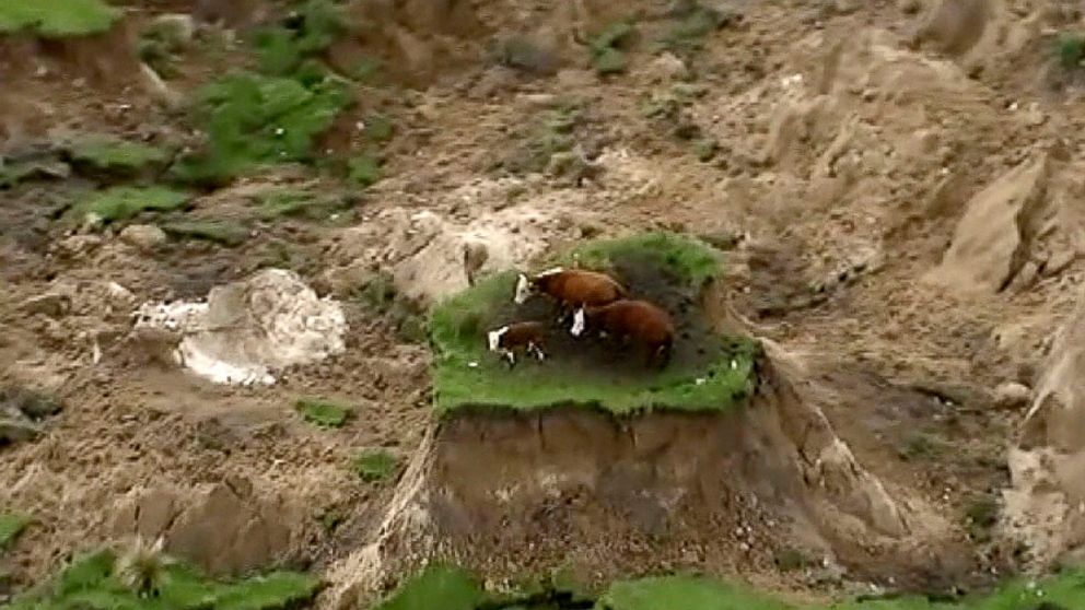 PHOTO: Three cows are stranded on an island of grass in a paddock that had been ripped apart following an earthquake near Kaikoura, New Zealand, Nov. 14, 2016.