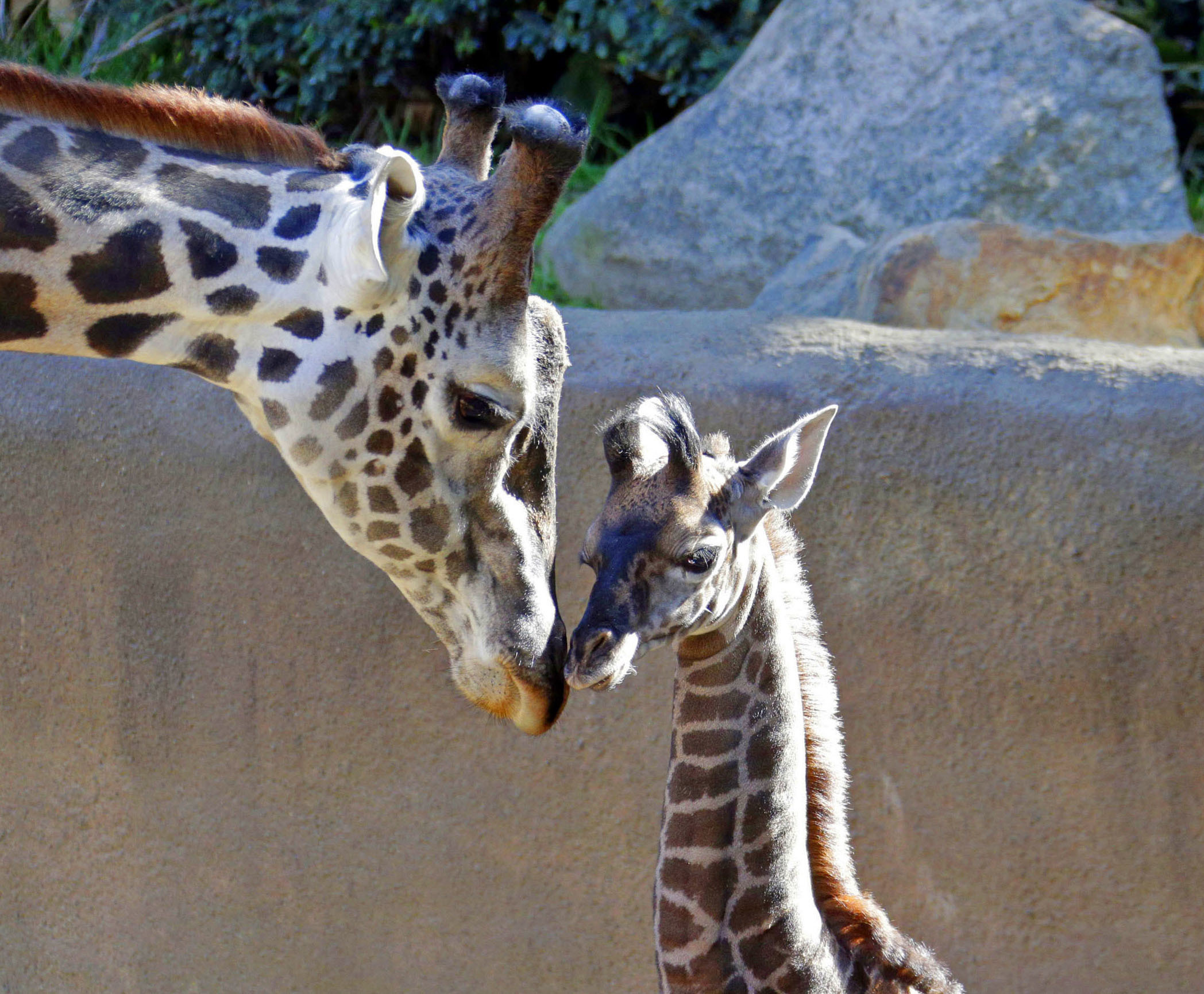 PHOTO: A baby female Masai giraffe, as yet unnamed, nuzzles its father Phillip during her public debut at the Los Angeles Zoo, Nov. 22, 2016.