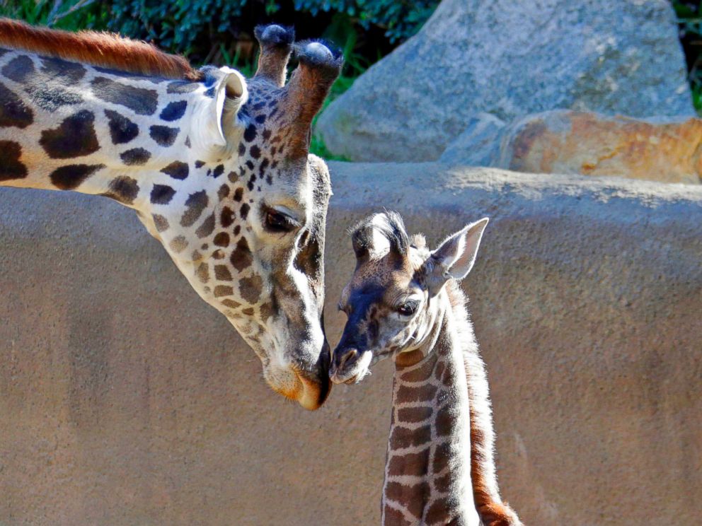 PHOTO: A baby female Masai giraffe, as yet unnamed, nuzzles its father Phillip during her public debut at the Los Angeles Zoo, Nov. 22, 2016.