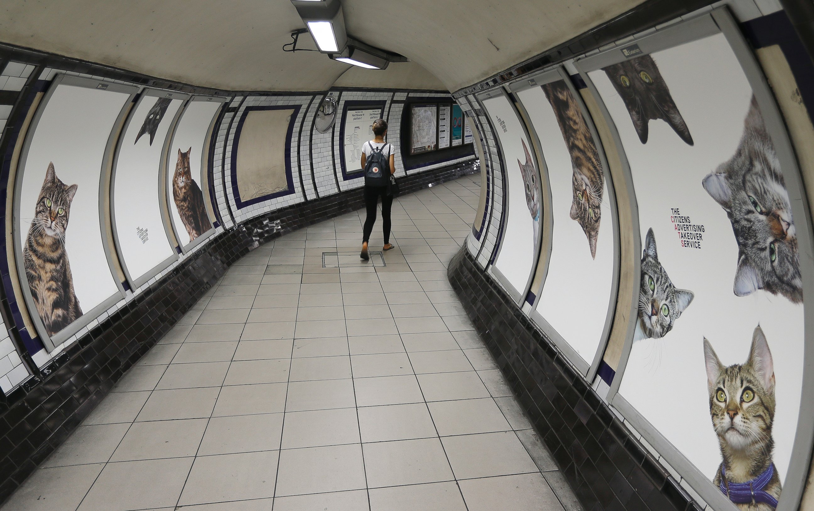 PHOTO: Posters featuring cats, on display, at the Clapham Common Tube station in London, Sept. 13, 2016.
