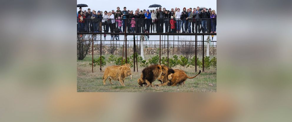 Крым сафари парк тайган фото