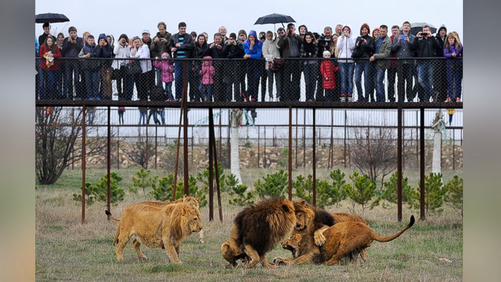 Visitors watch lions playing in the Taigan Safari Park, about 50 km (31 miles) east of Simferopol, Crimea, Saturday, April 12, 2014. 
