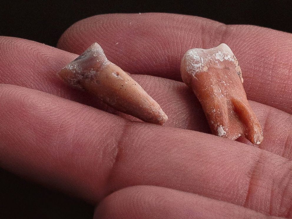 PHOTO: This picture provided by Kinez Riza shows teeth which scientists say are about 700,000 years old, either from Homo floresiensis, also known as Hobbits, or a related species. 