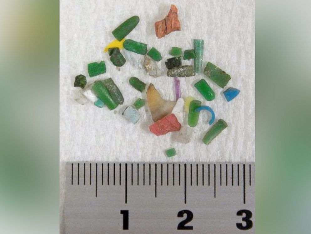 PHOTO: Little bits of plastic, known as microplastics, collected from Tokyo Bay are shown by a research team of the Tokyo University of Agriculture and Technology in this undated photo. 