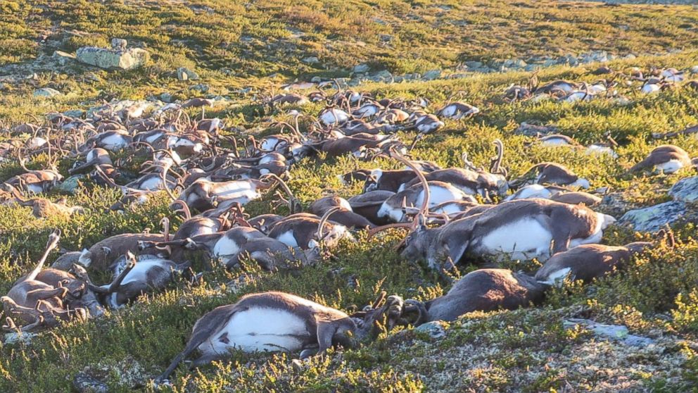 Lightning Storm Kills Hundreds of Wild Reindeer in Norway - ABC News