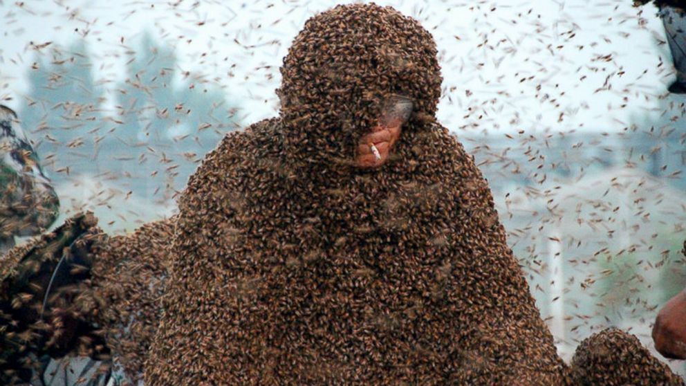 Chinese beekeeper Gao Bingguo is fully covered with bees as he challenges to set a new Guinness World Record in Liangzhuang, China, May 25, 2015.