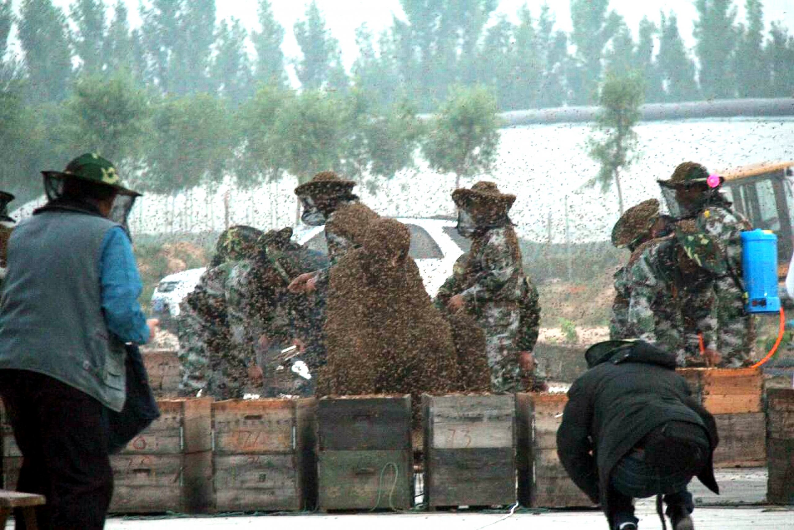 PHOTO: Assistants open boxes to dump bees on the bee-covered body of Chinese beekeeper Gao Bingguo as he challenges to set a new Guinness World Record in Liangzhuang, China, May 25, 2015.