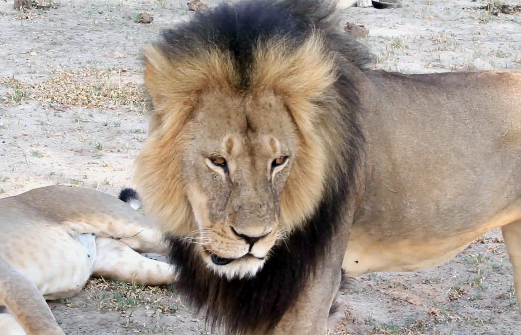 PHOTO: A well-known, protected lion known as Cecil strolls around in Hwange National Park, in Hwange, Zimbabwe in this November 2012 file photo.