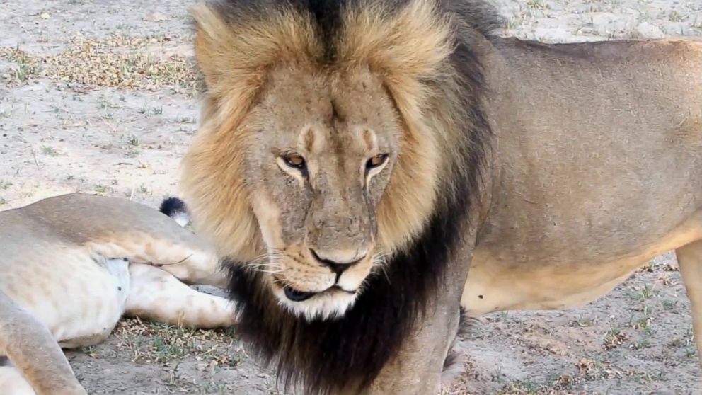 A well-known, protected lion known as Cecil strolls around in Hwange National Park, in Hwange, Zimbabwe in this November 2012 file photo.