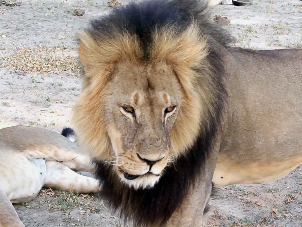PHOTO: A well-known, protected lion known as Cecil strolls around in Hwange National Park, in Hwange, Zimbabwe in this November 2012 file photo.