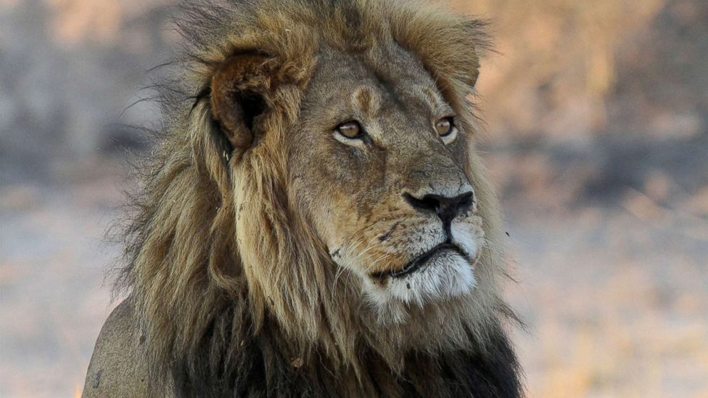 In this photo taken Nov. 20, 2013, Cecil the Lion rests near Kennedy One Water Point in Hwange National Park, Zimbabwe.