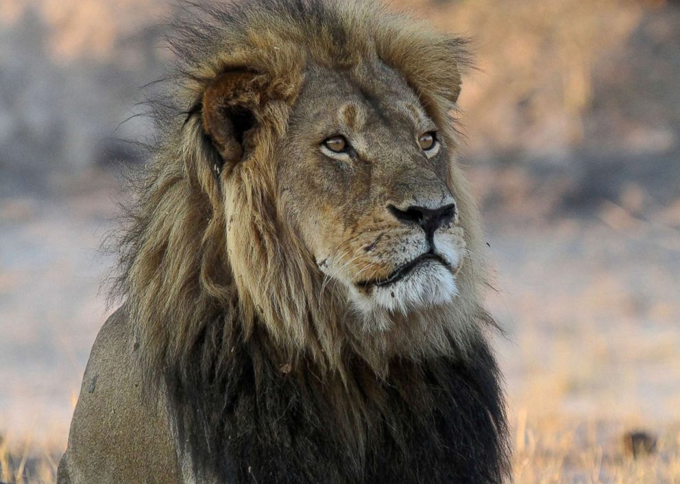 PHOTO: Cecil the Lion rests near Kennedy One Water Point in Hwange National Park, Zimbabwe, Nov. 20, 2013.