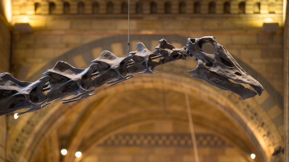 dippy the dinosaur real bones