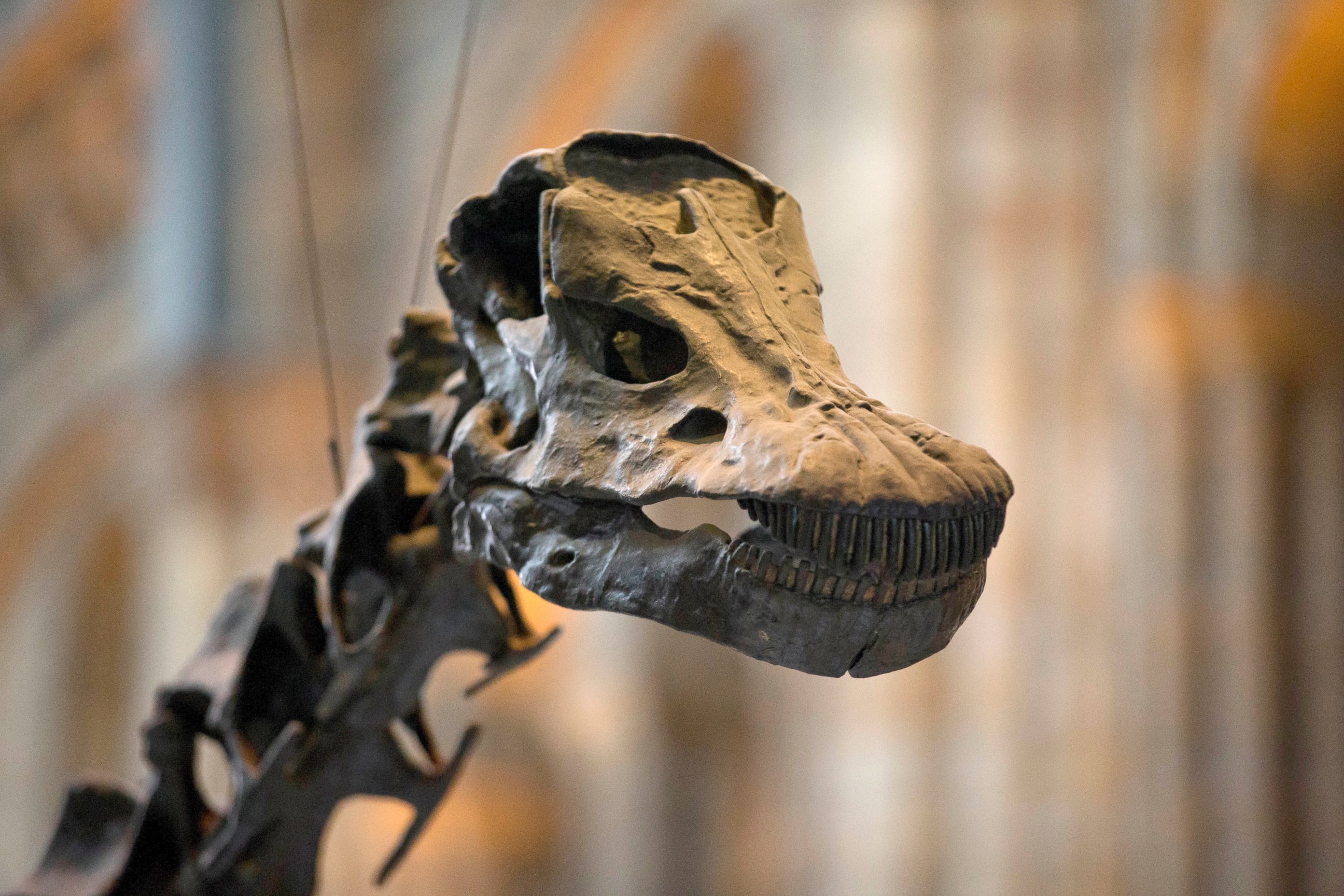 PHOTO: Dippy the dinosaur stands on display in the Natural History Museum in London, Jan. 29, 2015.