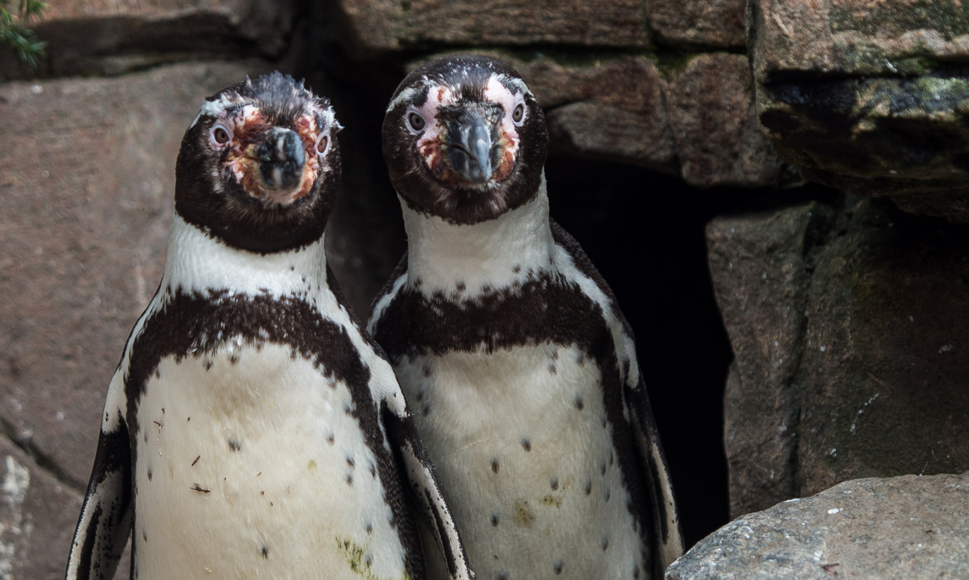PHOTO: The homosexual Humboldt penguins Juan, left, and Carlos, right, stand in their enclosure in the Tierpark Hagenbeck zoo in Hamburg, Germany, April 12, 2016. 