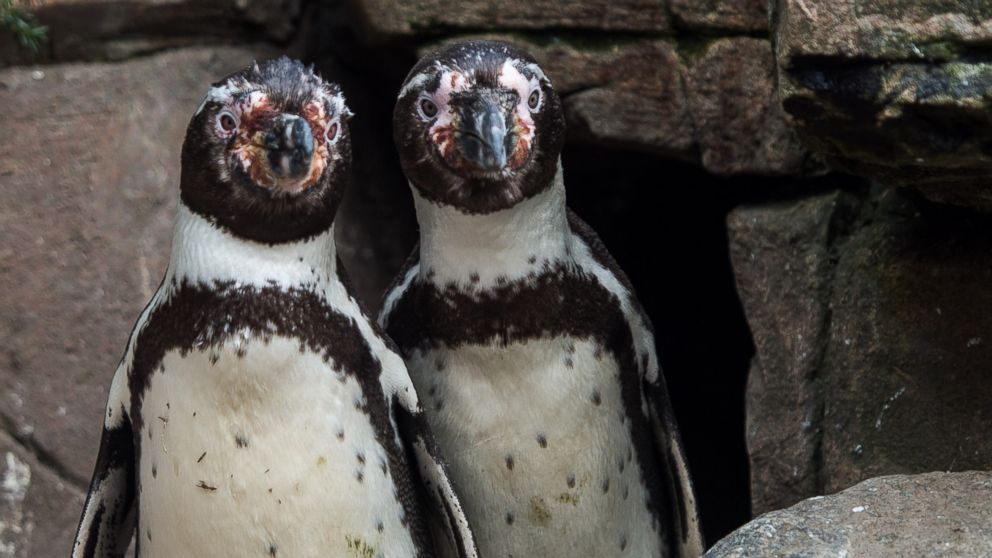 PHOTO: The homosexual Humboldt penguins Juan, left, and Carlos, right, stand in their enclosure in the Tierpark Hagenbeck zoo in Hamburg, Germany, April 12, 2016. 