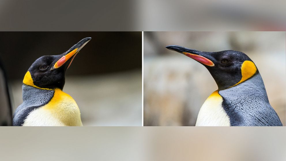 A combination picture shows the homosexual king penguins Stan, left, and Olli standing in their enclosure in the Tierpark Hagenbeck zoo in Hamburg, Germany, April 12, 2016. 