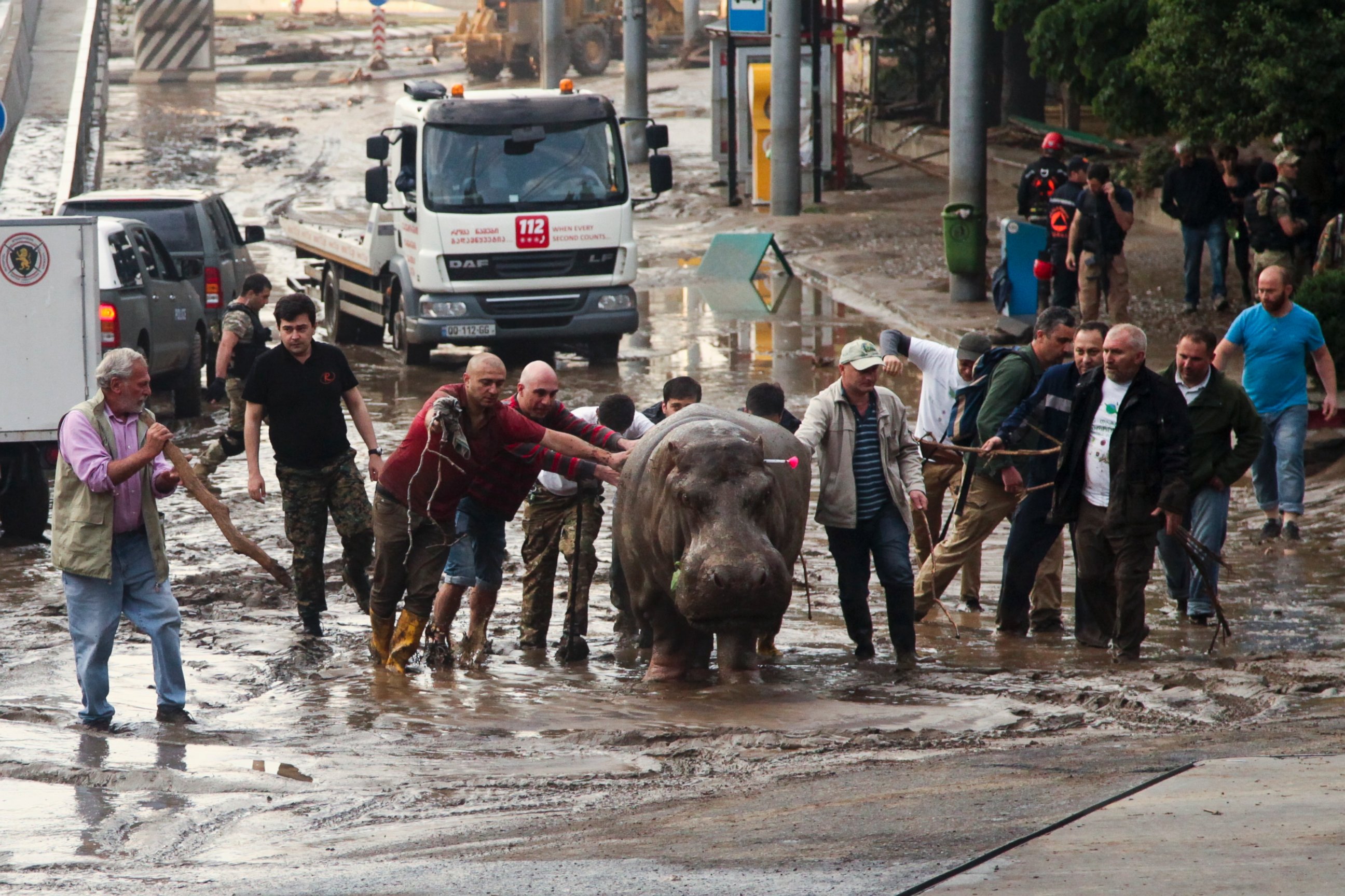 PHOTO: People help a hippopotamus escape from a flooded zoo in Tbilisi, Georgia, June 14, 2015. 