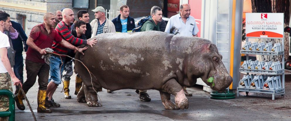 12 People Dead as Freed Zoo Animals Roam Through Flooding in ...