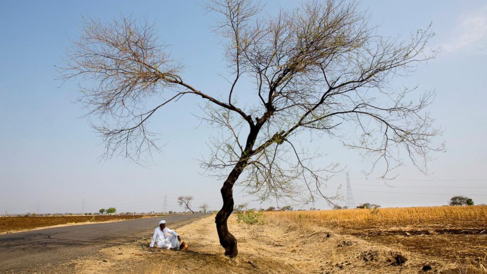 In this May 11, 2016, photo, an Indian farmer sits in the front of his destroyed crop of cotton, alongside a road in one of the drought affected region of Marathwada, in the Indian state of Maharashtra.