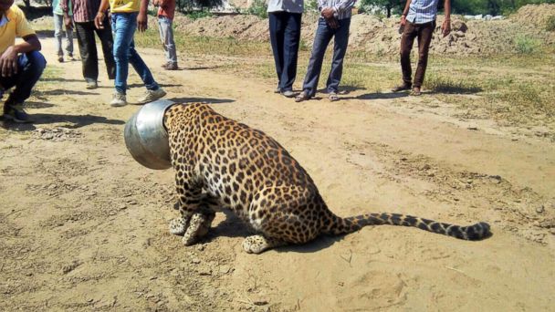 Thirsty Leopard Wanders Into Indian Village, Gets Head Stuck in Pot ...