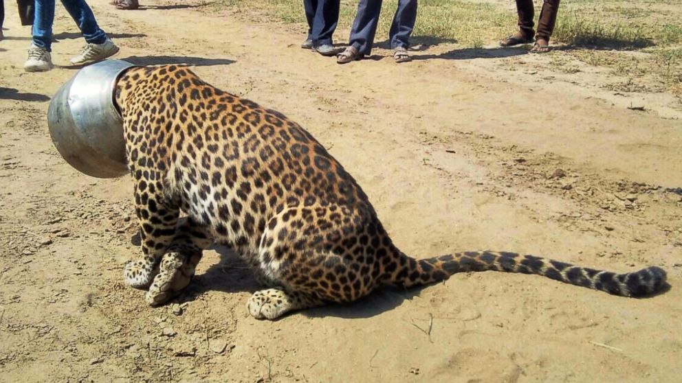 Thirsty Leopard Wanders Into Indian Village, Gets Head Stuck in Pot - ABC  News