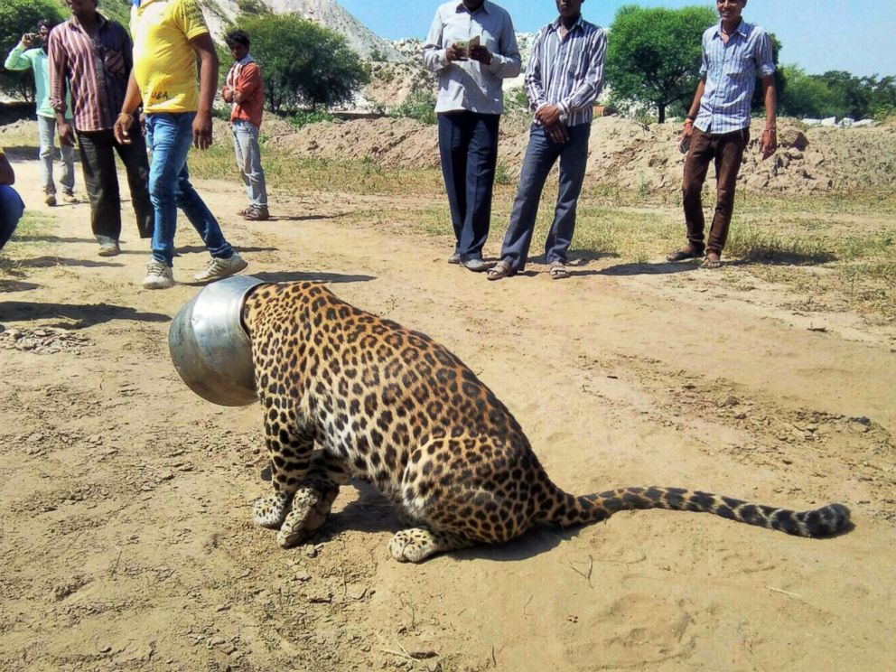 Leopardo sediento entra en aldea india y se le atasca la cabeza en una olla - ABC News