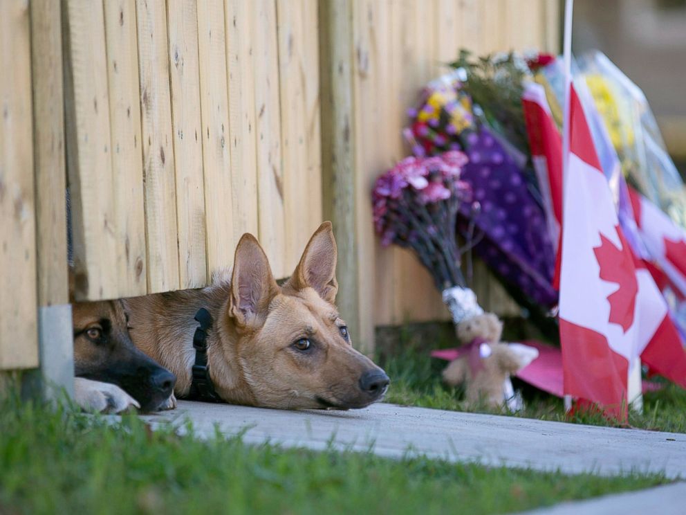 PHOTO: Dogs peek out from under a gate at the Cirillo family home in Hamilton, Ontario near flowers and flags that have been left out, Oct. 23, 2014.