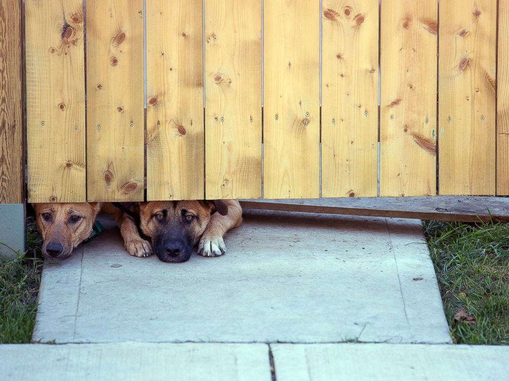PHOTO: Dogs peek out from under a gate at the Cirillo family home in Hamilton, Ontario near flowers and flags that have been left out, Oct. 23, 2014.