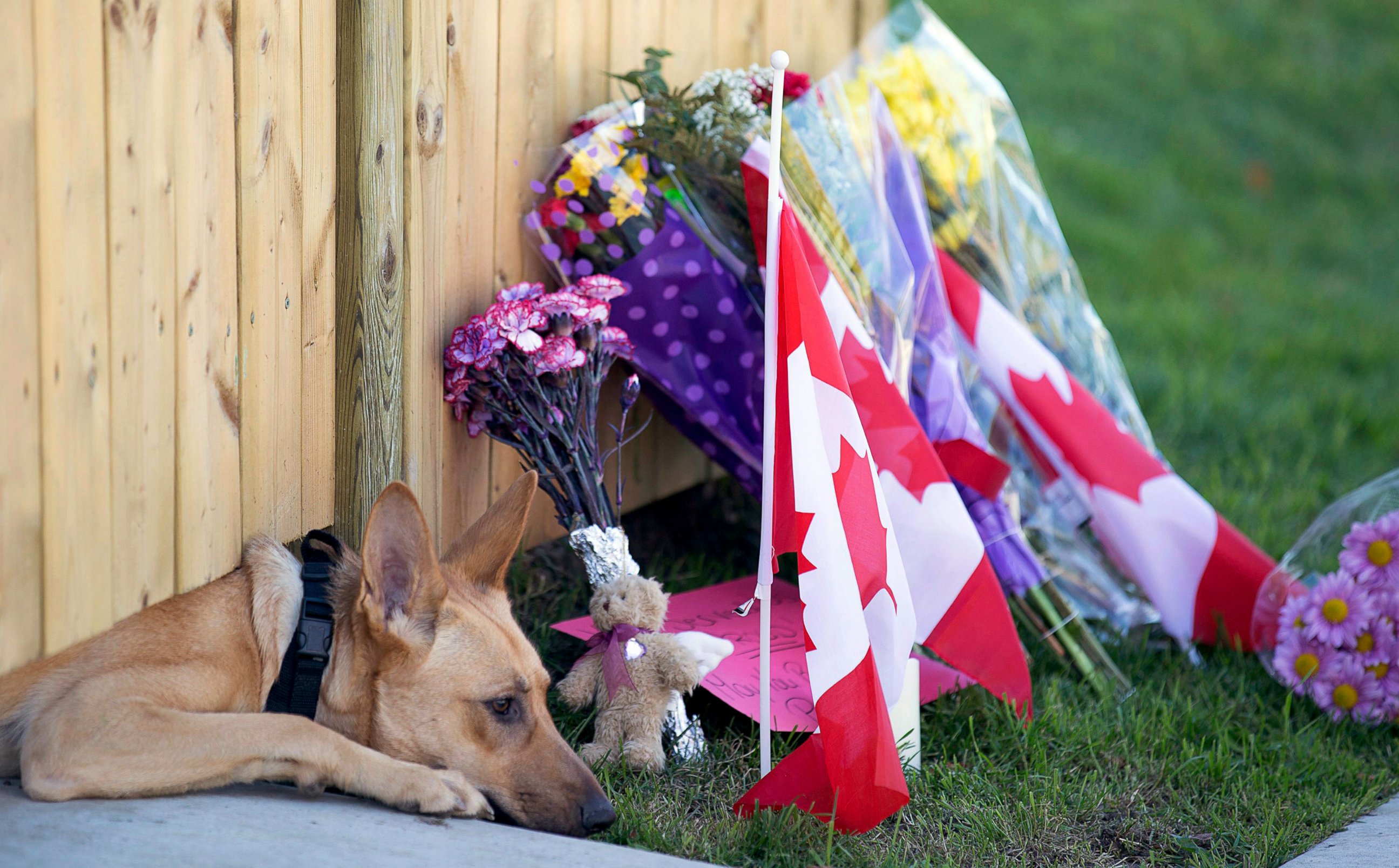 PHOTO: Dogs peek out from under a gate at the Cirillo family home in Hamilton, Ontario near flowers and flags that have been left out, Oct. 23, 2014.