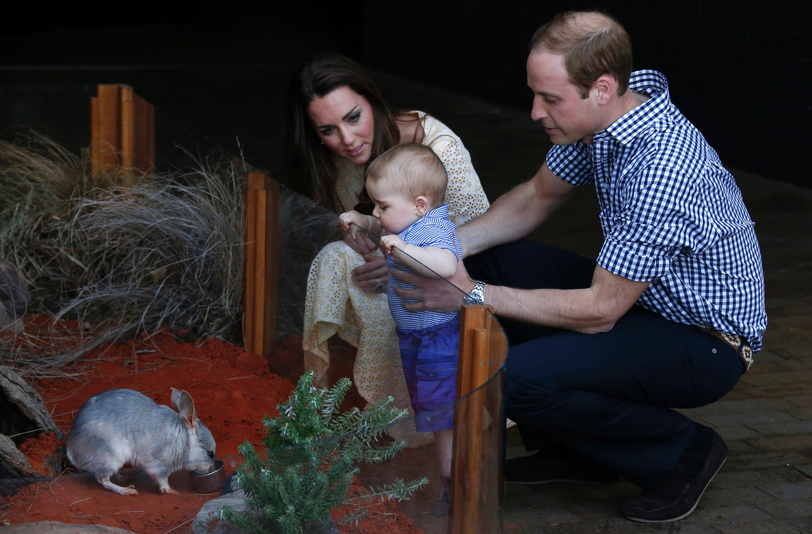 PHOTO: Britain's Prince William and his wife Kate, the Duchess of Cambridge, watch their son Prince George looking at an Australian animal, called Bilby, which has been named after the young Prince, during a visit to Sydney's Taronga Zoo, April 20, 2014. 