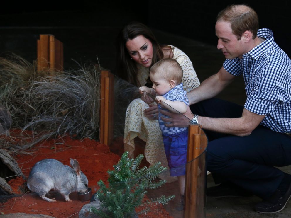 PHOTO: Britains Prince William and his wife Kate, the Duchess of Cambridge, watch their son Prince George looking at an Australian animal, called Bilby, which has been named after the young Prince, during a visit to Sydneys Taronga Zoo, April 20, 2014.