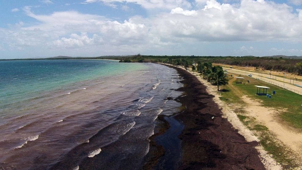 Seaweed lays ashore at the "Playa Los Machos" beach, in Ceiba, Puerto Rico on Aug. 8, 2015.