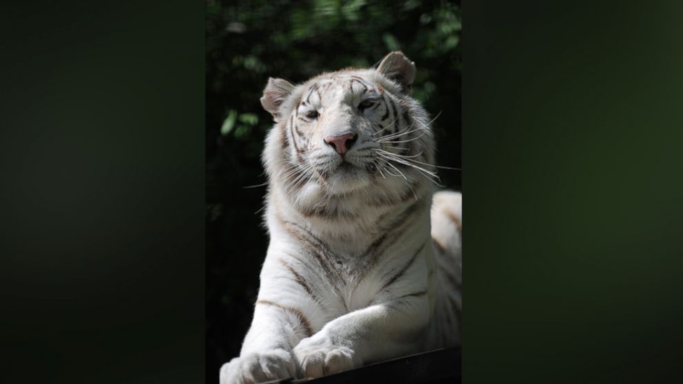 PHOTO: Tigryulia, a white Bengal tiger, is seen in the zoo in the Black Sea resort city Yalta, Crimea in this file photo from May 11, 2012.