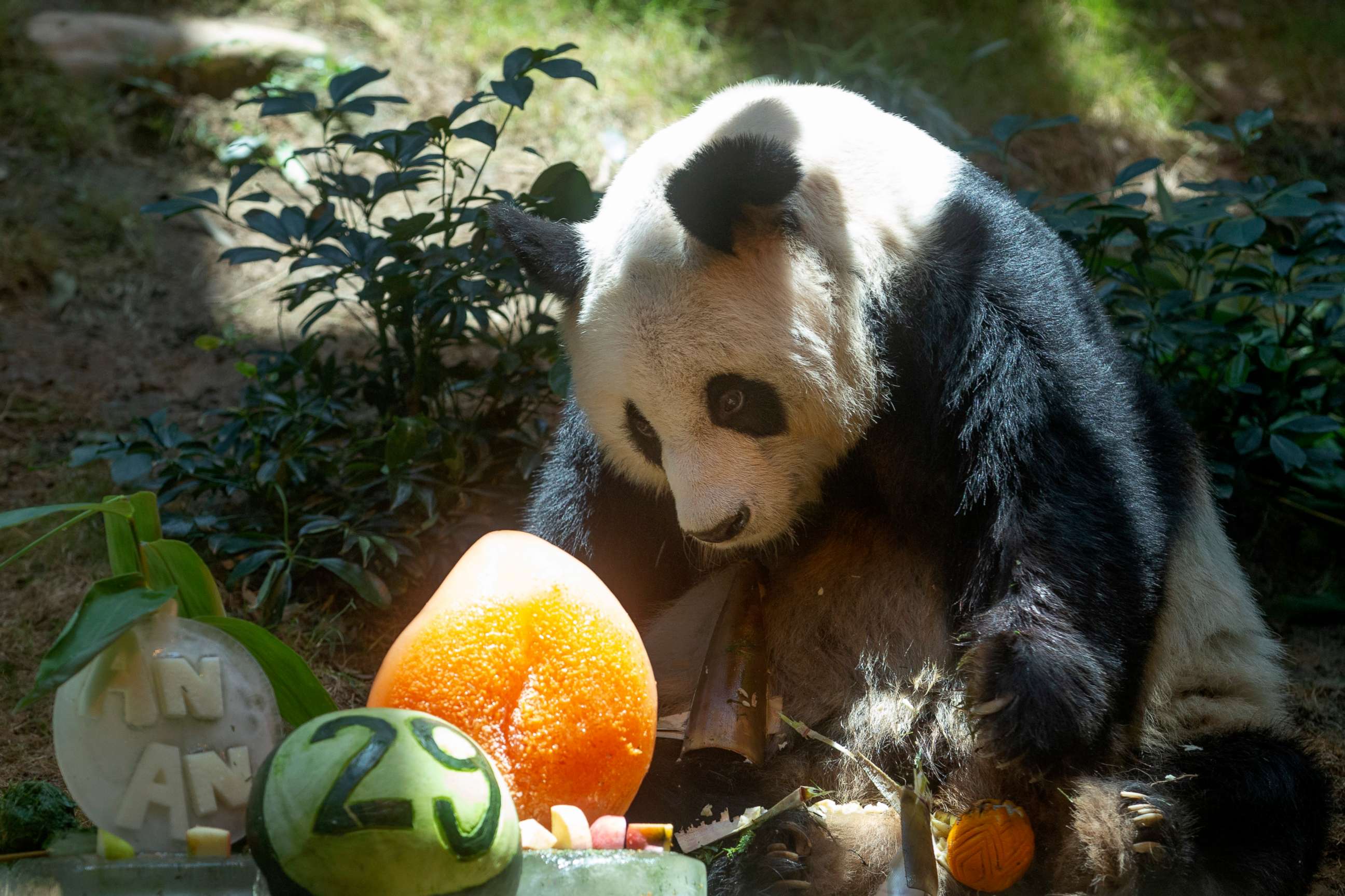 PHOTO: Chinese Giant panda An An celebrates his 29th birthday at the Ocean Park in Hong Kong on July 28, 2015. The world's oldest-ever male giant panda in captivity on Thursday, July 21, 2022 passed away after being euthanized in Hong Kong.