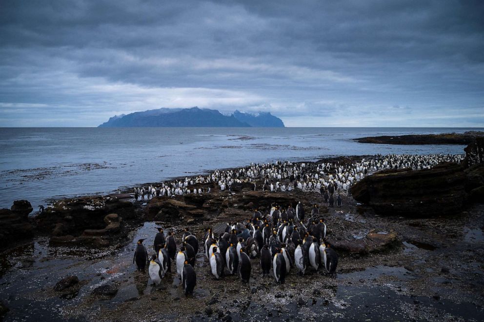 PHOTO:Penguins, Dec. 21, 2022, on the Possession Island, part of the Crozet Islands which are a sub-Antarctic archipelago of small islands in the southern Indian Ocean.