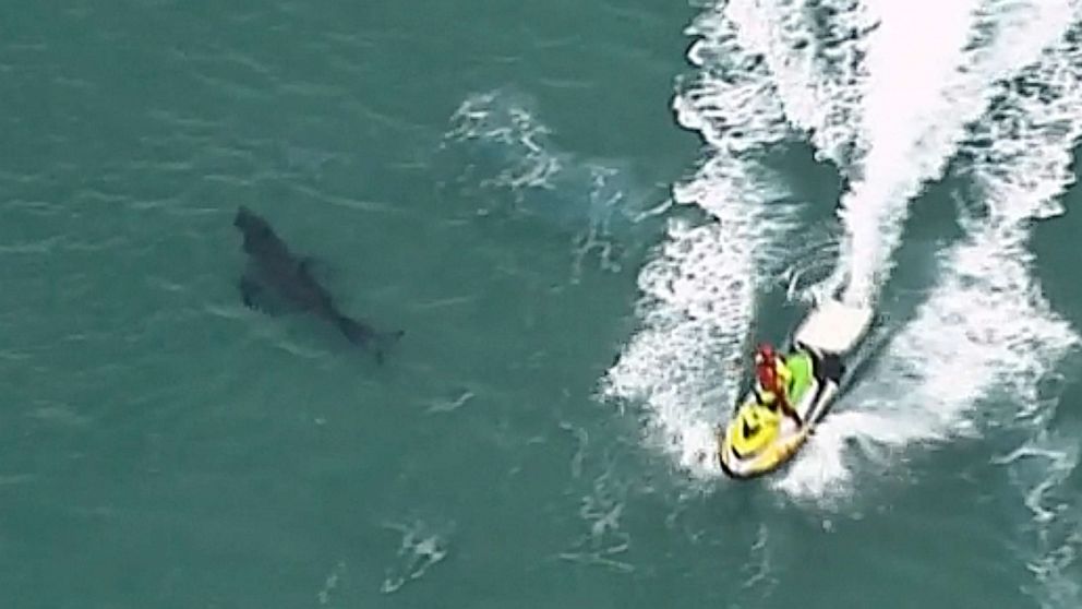 VIDEO: Surfer killed by shark off coast of New South Wales