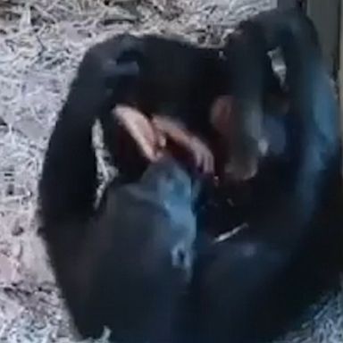 A mother chimpanzee at Monarto Safari Park in Australia tickles and tosses her daughter up in the air.