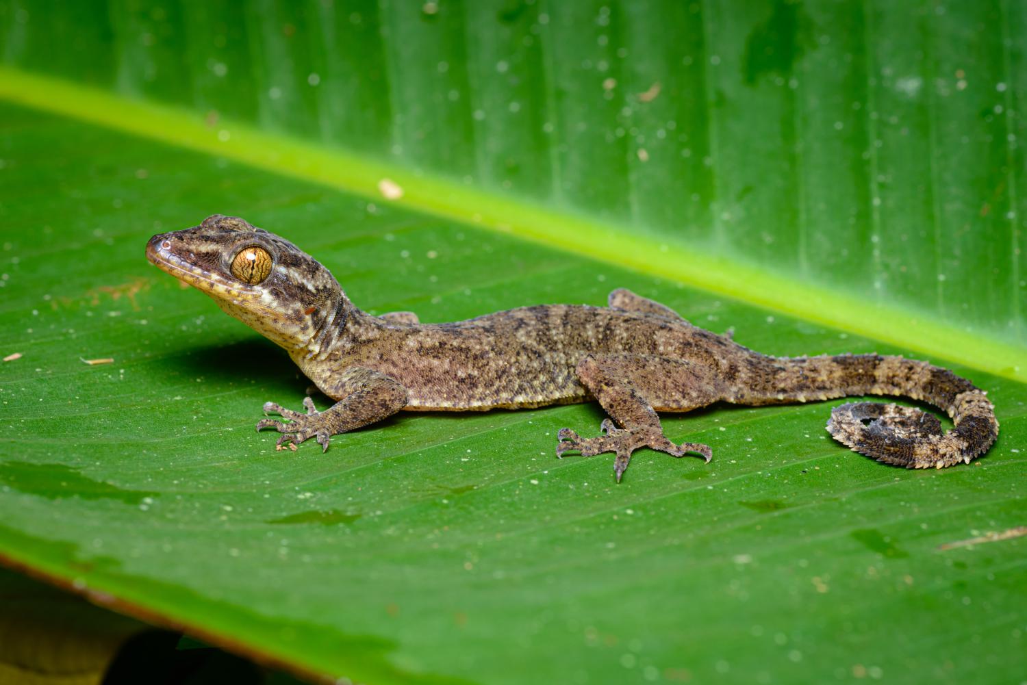 PHOTO: Cyrtodactylus rukhadeva